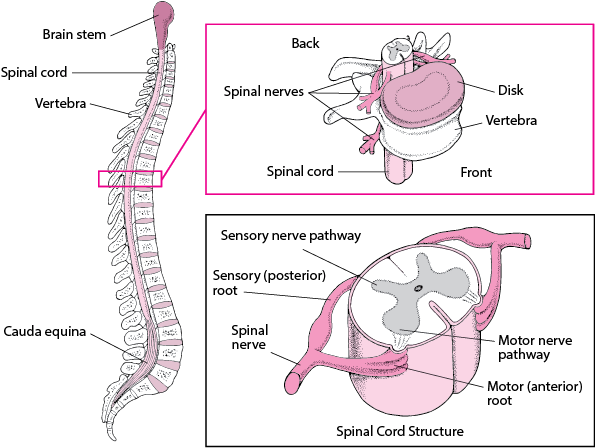 Spine Opration